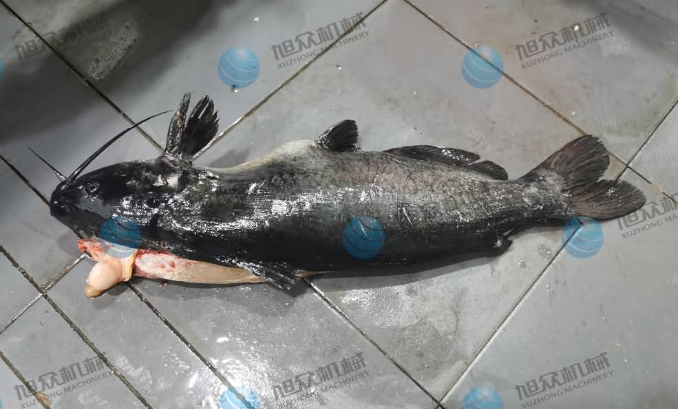 殺魚機，商用殺魚機，全自動殺魚機，旭眾殺魚機，殺魚機哪家好