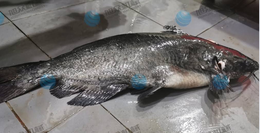 殺魚機，商用殺魚機，全自動殺魚機，旭眾殺魚機，殺魚機哪家好