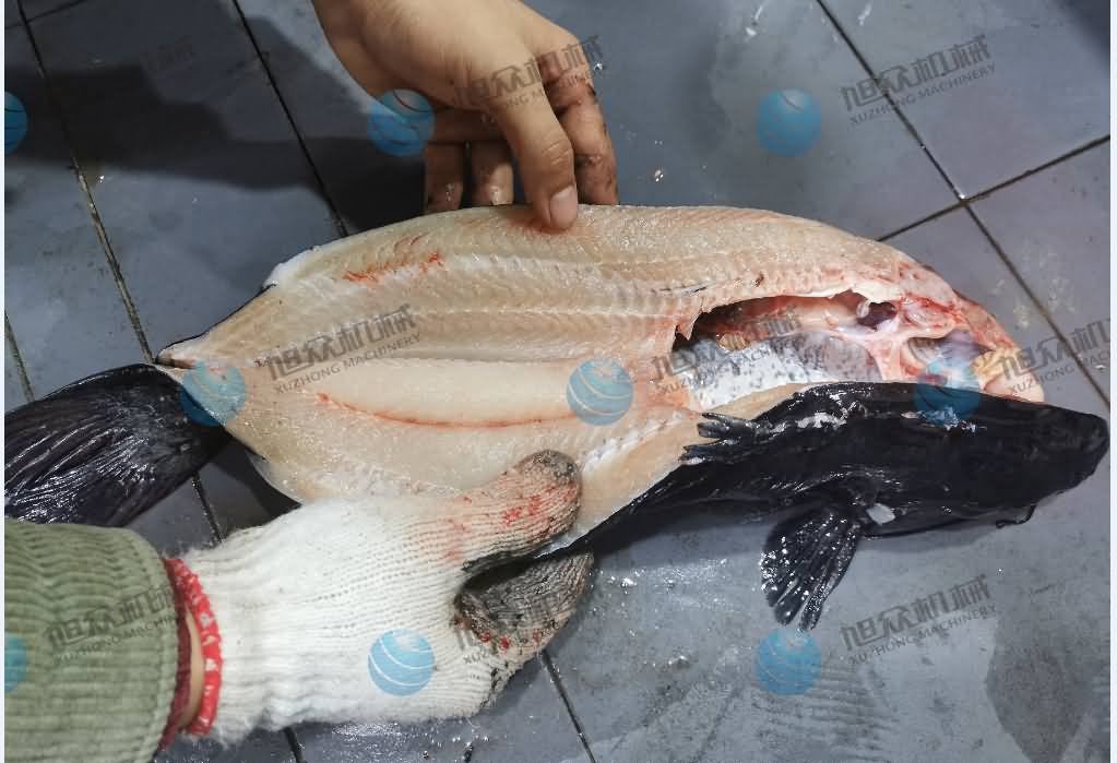 殺魚機，商用殺魚機，全自動殺魚機，旭眾殺魚機，殺魚機哪家好