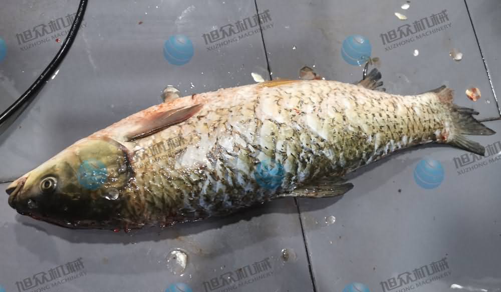 殺魚機，商用殺魚機，全自動殺魚機，旭眾殺魚機，殺魚機哪家好