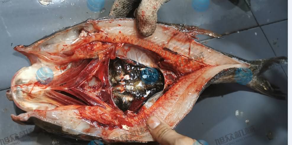 殺魚機，商用殺魚機，全自動殺魚機，旭眾殺魚機，殺魚機哪家好