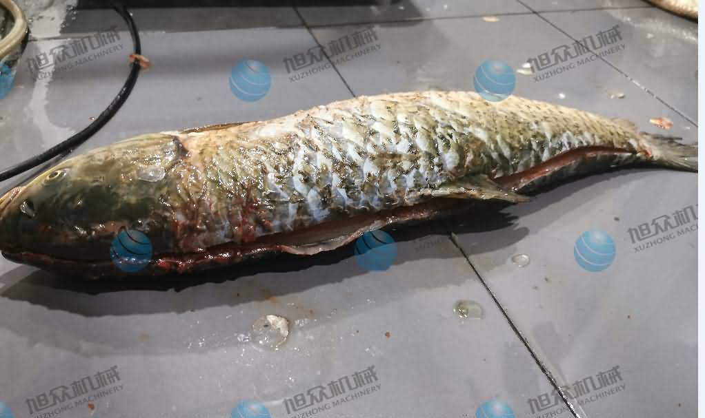 殺魚機，商用殺魚機，全自動殺魚機，旭眾殺魚機，殺魚機哪家好