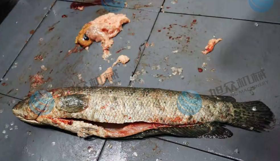 魚片機(jī)，片魚片機(jī)，片魚機(jī)，斜切魚片機(jī)，全自動魚片機(jī)
