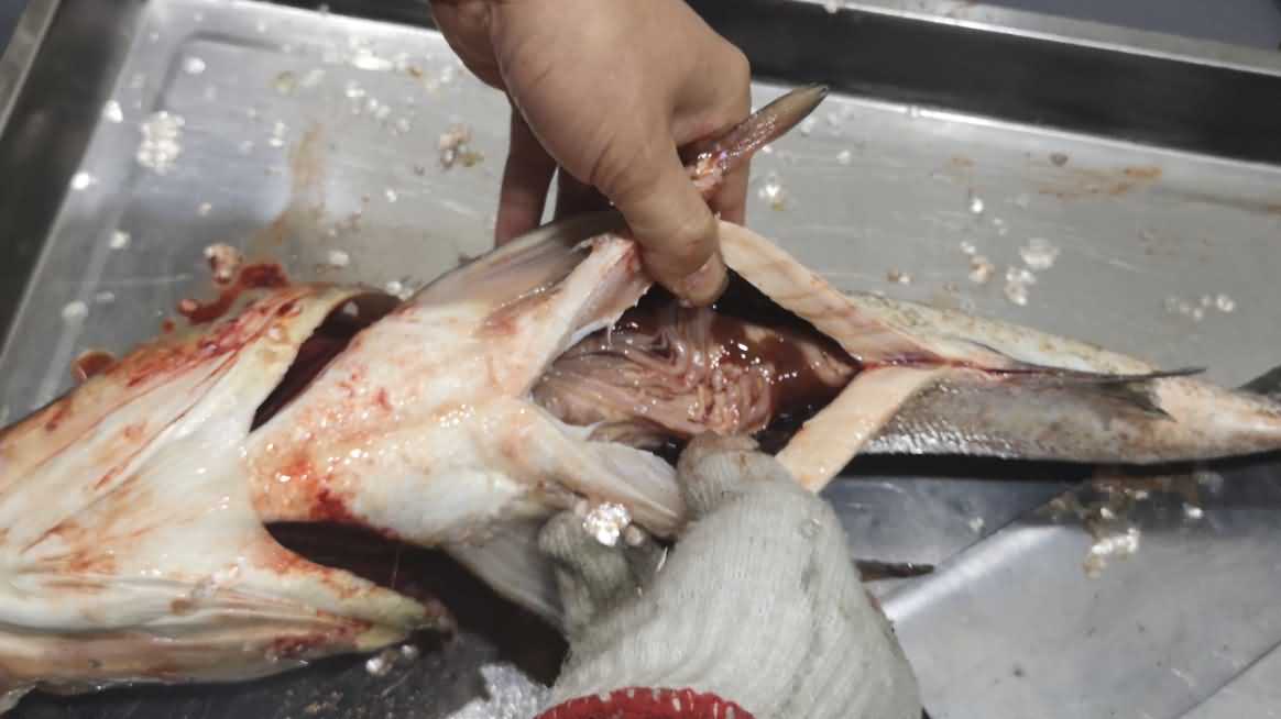 殺魚機(jī)，殺魚機(jī)器，自動(dòng)殺魚機(jī)，殺魚機(jī)多少錢，殺魚機(jī)價(jià)格