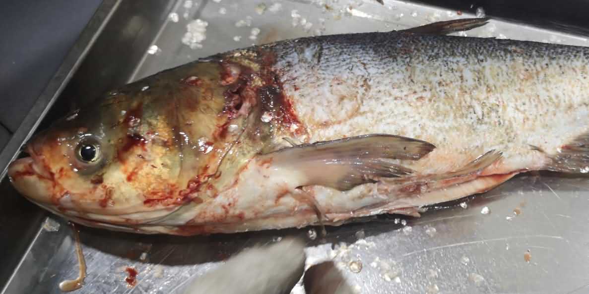 殺魚機(jī)，殺魚機(jī)器，自動(dòng)殺魚機(jī)，殺魚機(jī)多少錢，殺魚機(jī)價(jià)格