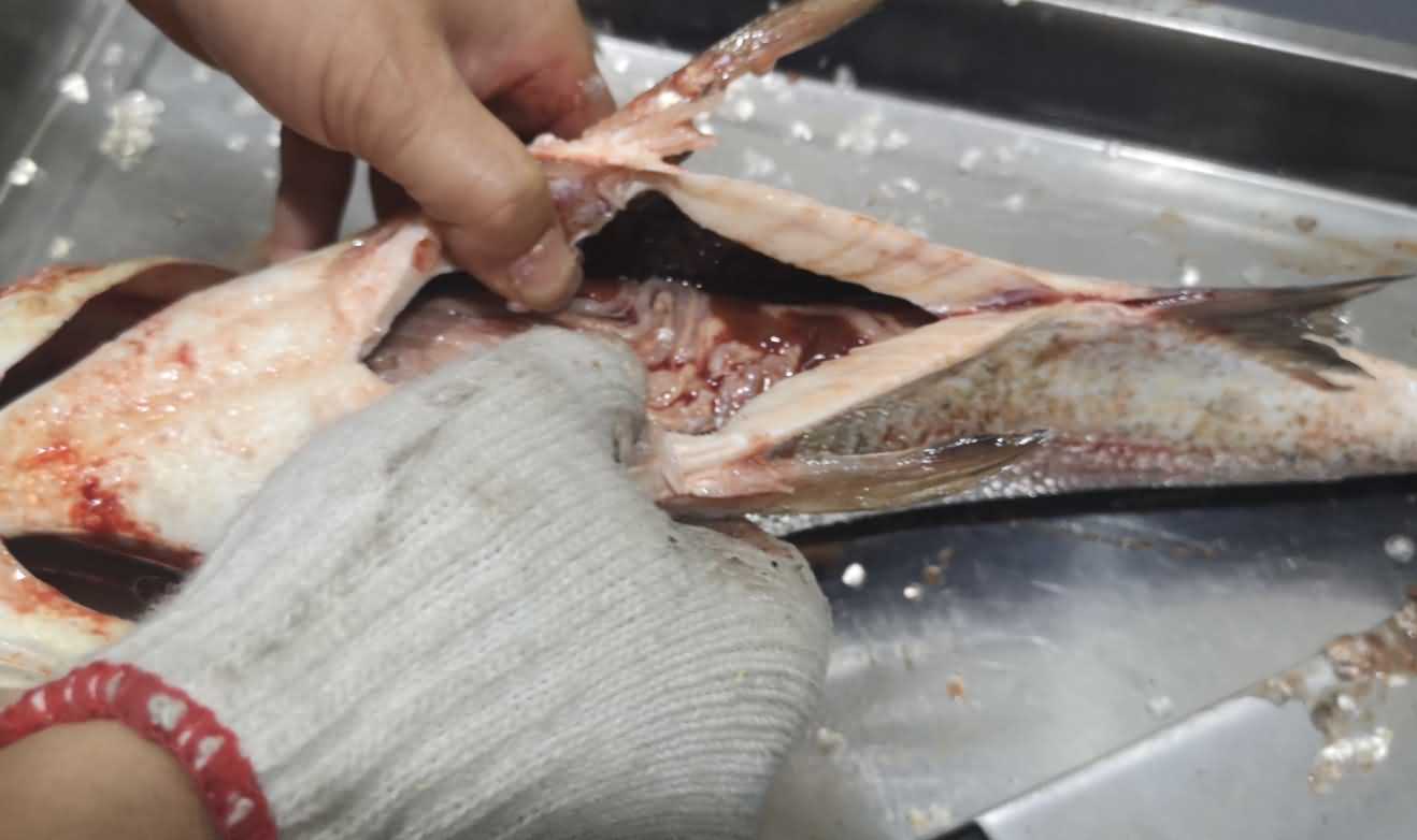 殺魚機(jī)，殺魚機(jī)器，自動(dòng)殺魚機(jī)，殺魚機(jī)多少錢，殺魚機(jī)價(jià)格