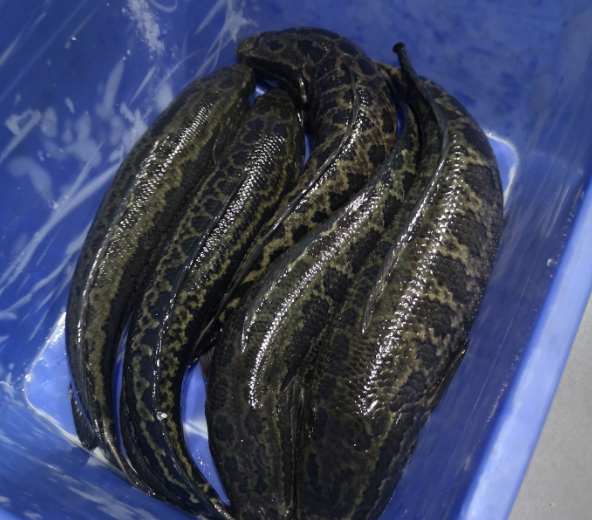 切魚(yú)片機(jī)，自動(dòng)切魚(yú)片機(jī)，片魚(yú)片機(jī)器，魚(yú)片機(jī)廠家，切魚(yú)片機(jī)多少錢(qián)