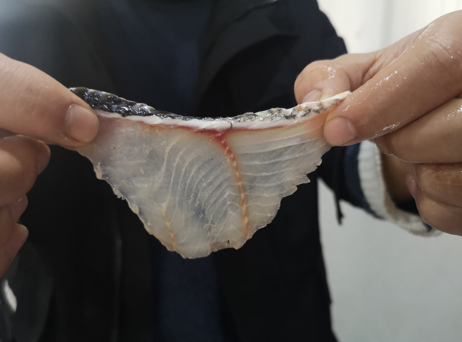 切魚(yú)片機(jī)，自動(dòng)切魚(yú)片機(jī)，片魚(yú)片機(jī)器，魚(yú)片機(jī)廠家，切魚(yú)片機(jī)多少錢(qián)